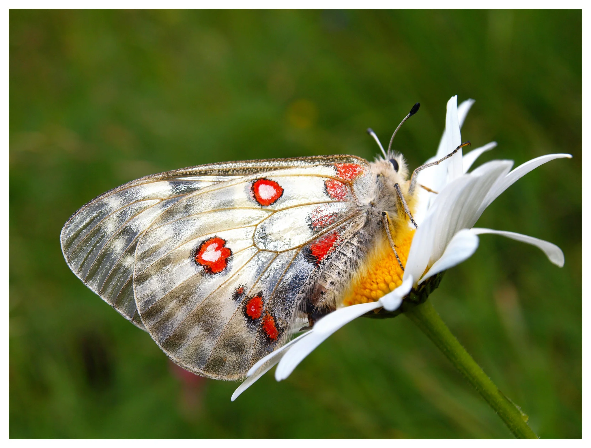 Apollosommerfugl