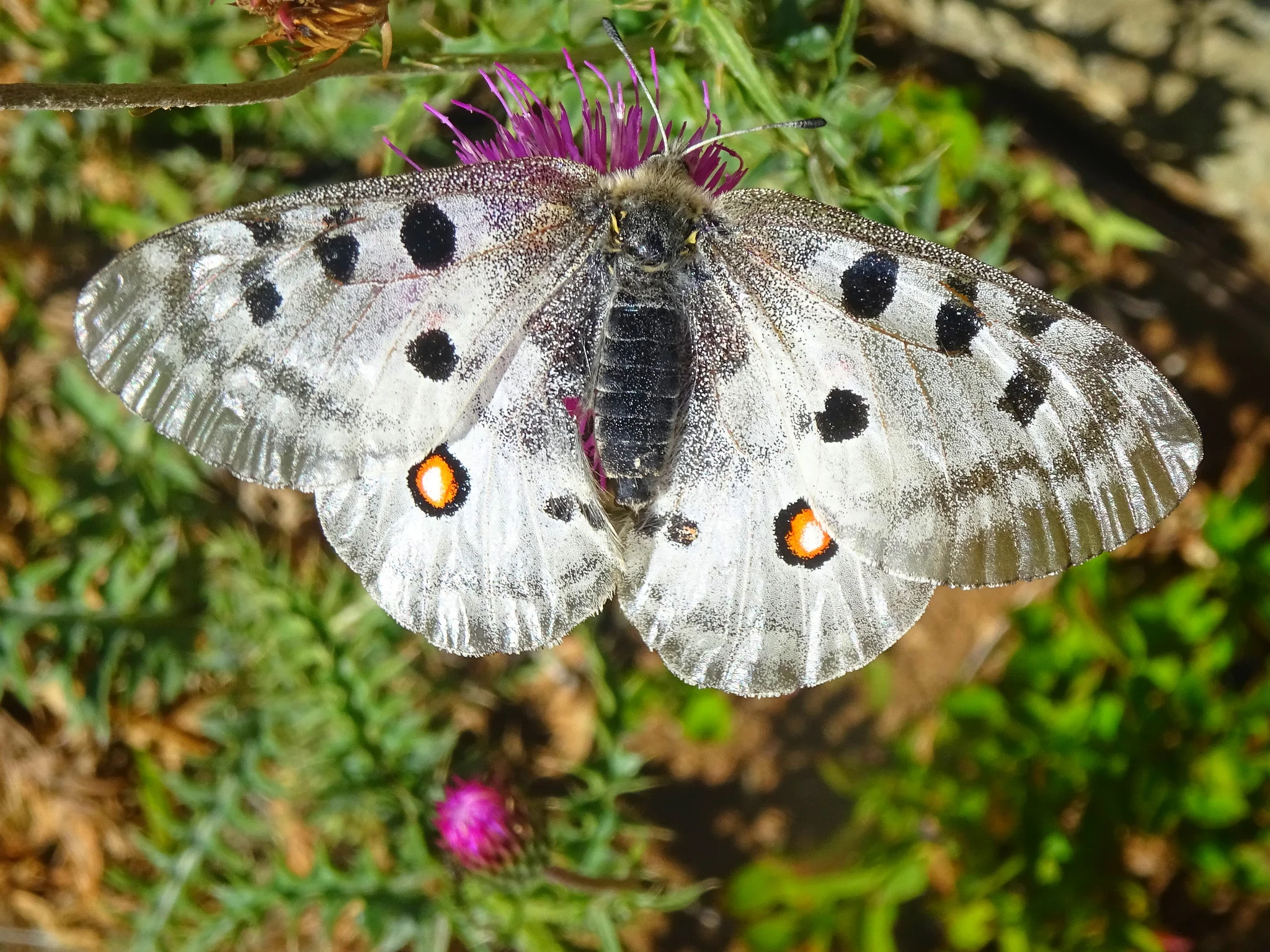 Apollosommerfugl