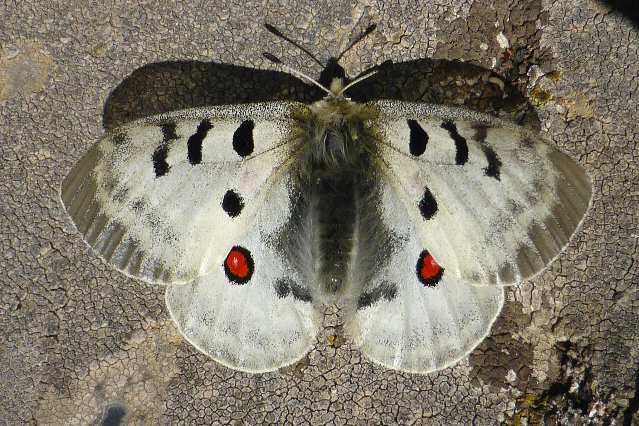 Apollosommerfugl