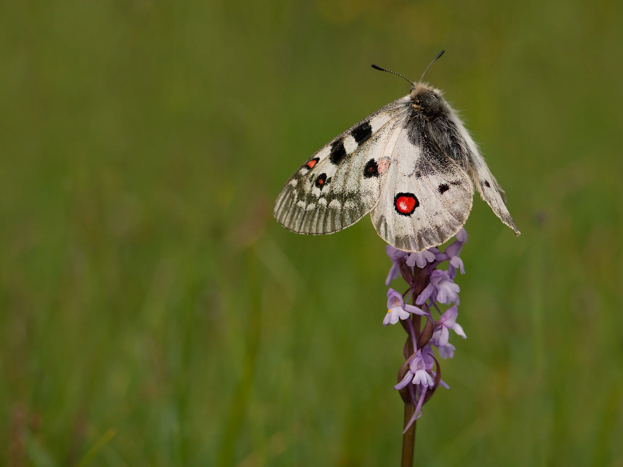 Apollosommerfugl