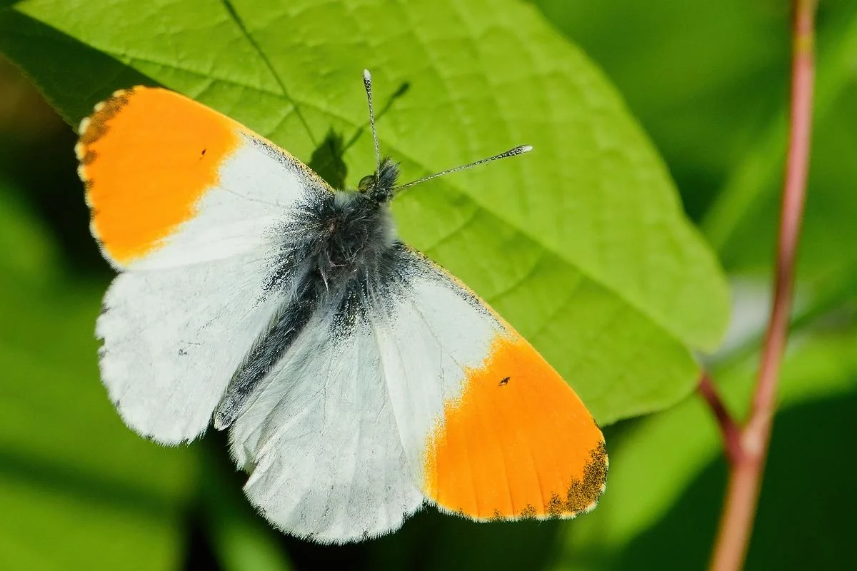 Aurorasommerfugl