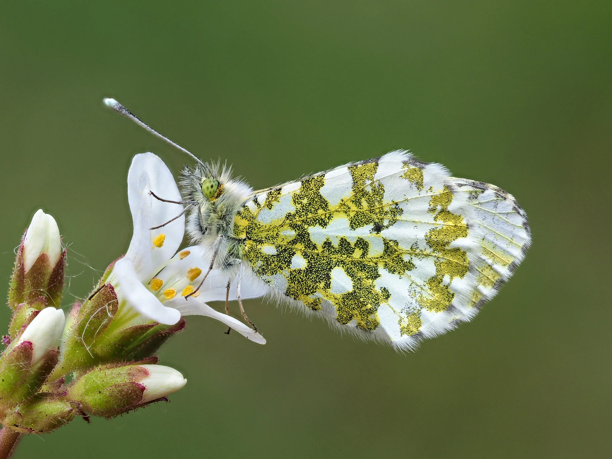 Aurorasommerfugl