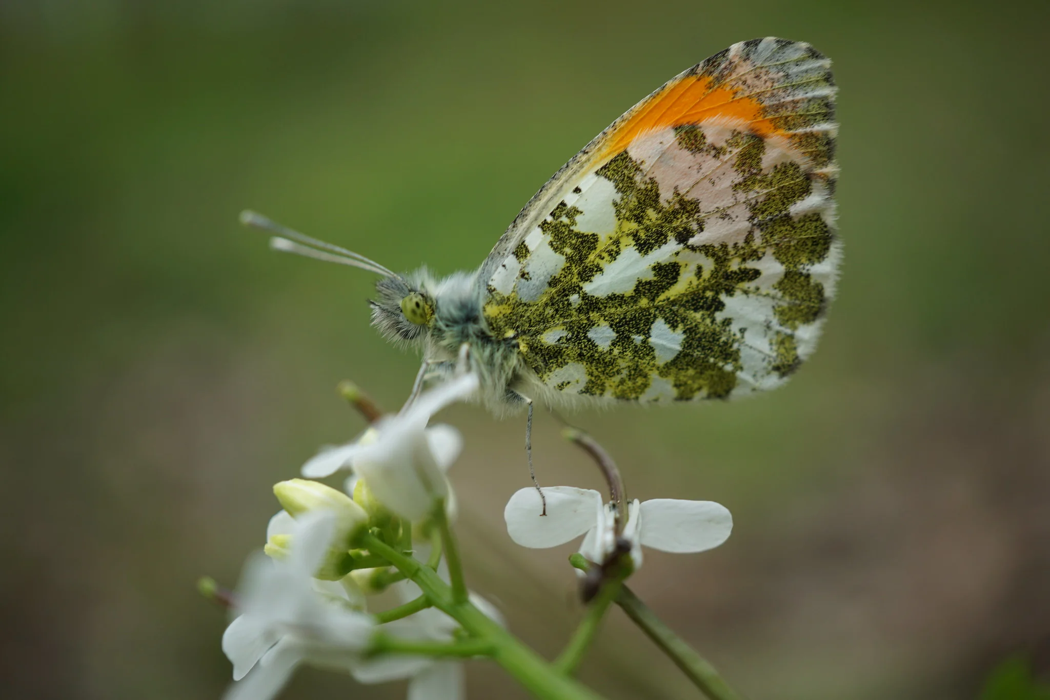 Aurorasommerfugl
