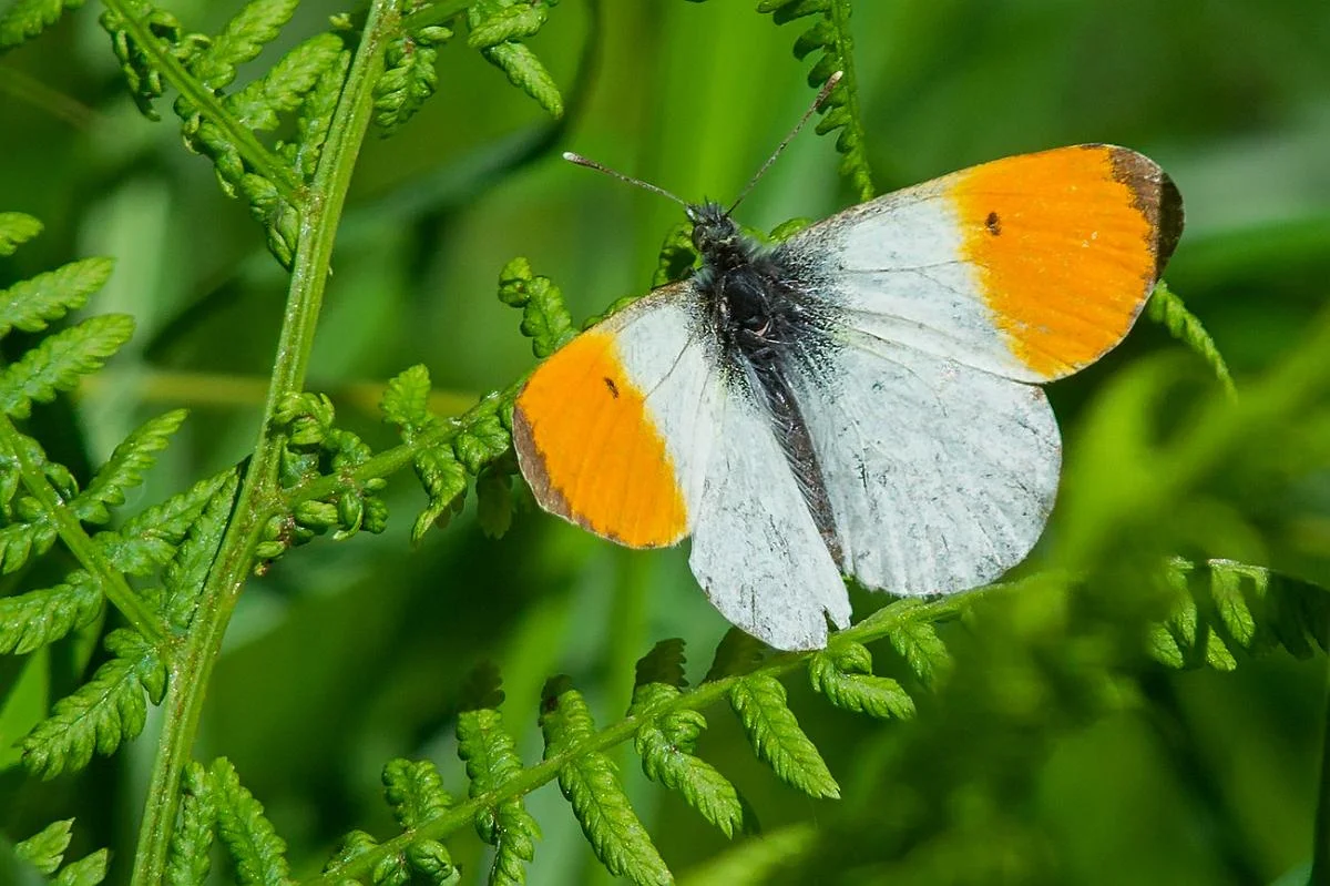 Aurorasommerfugl