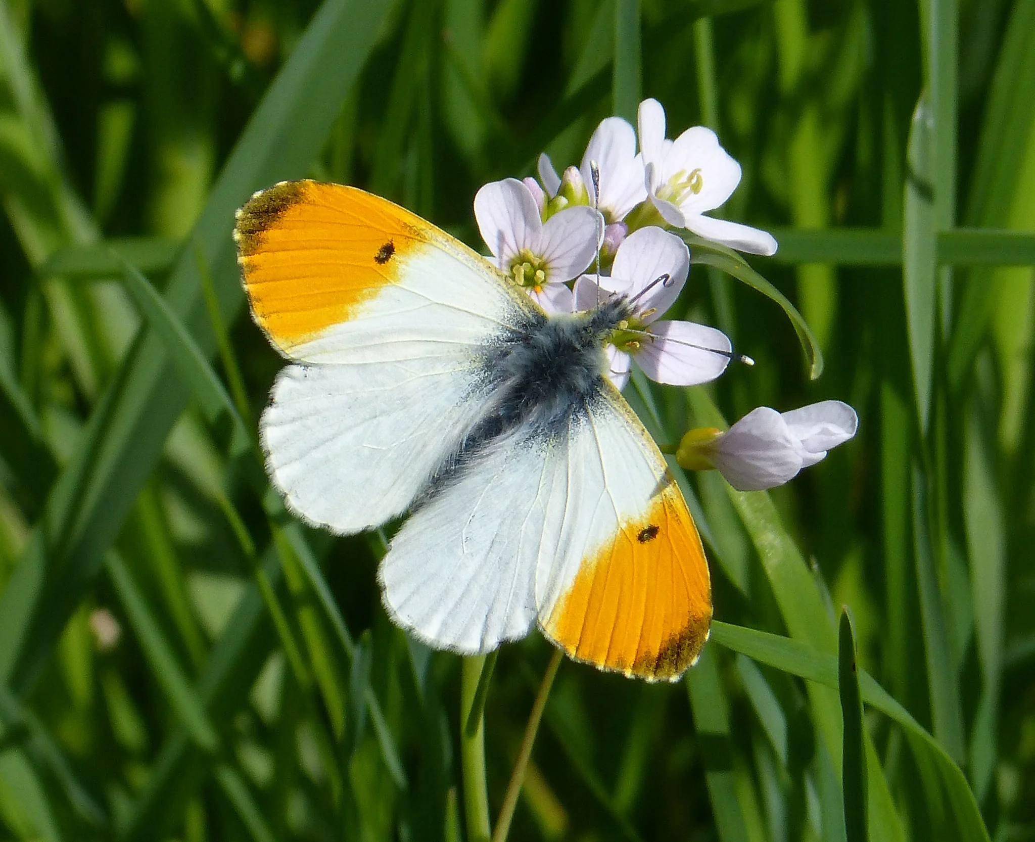 Aurorasommerfugl