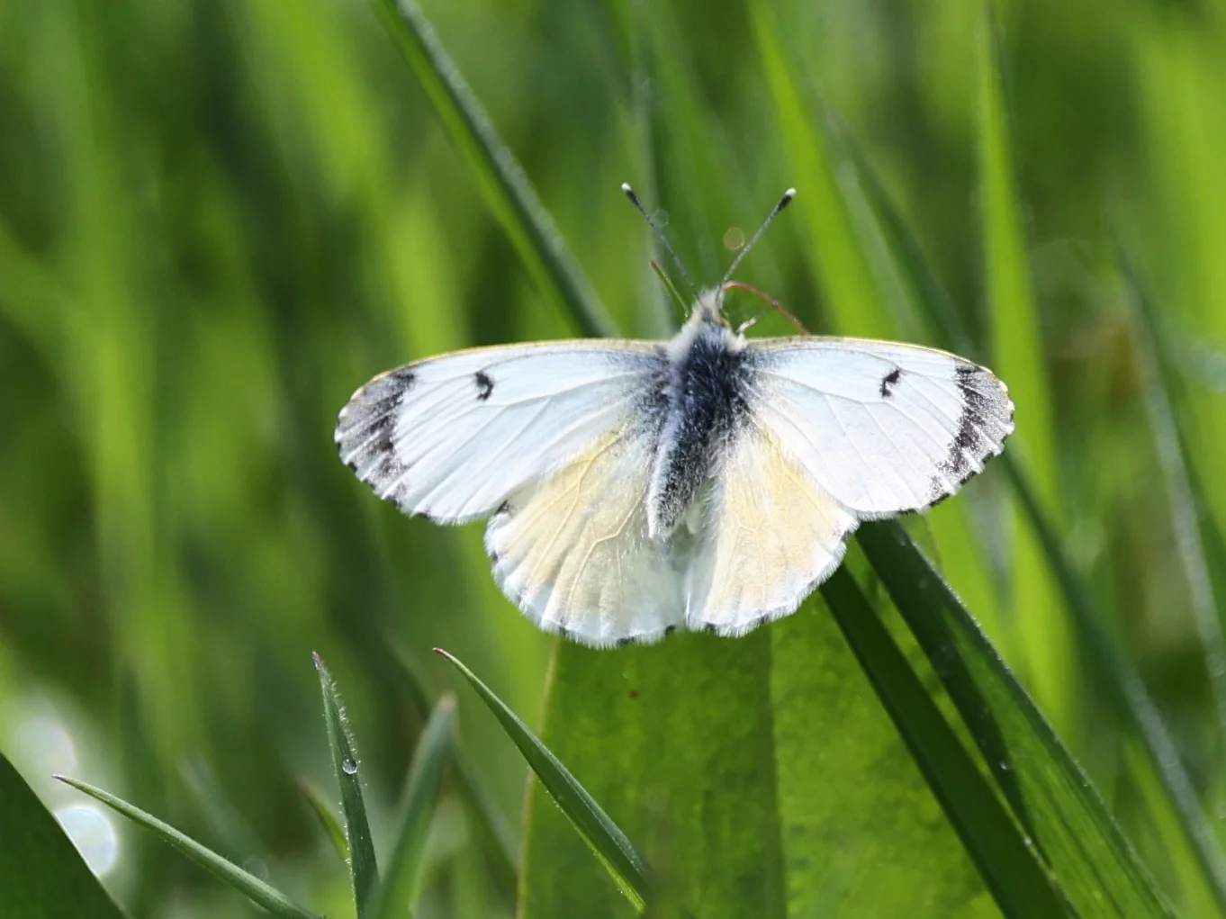 Aurorasommerfugl