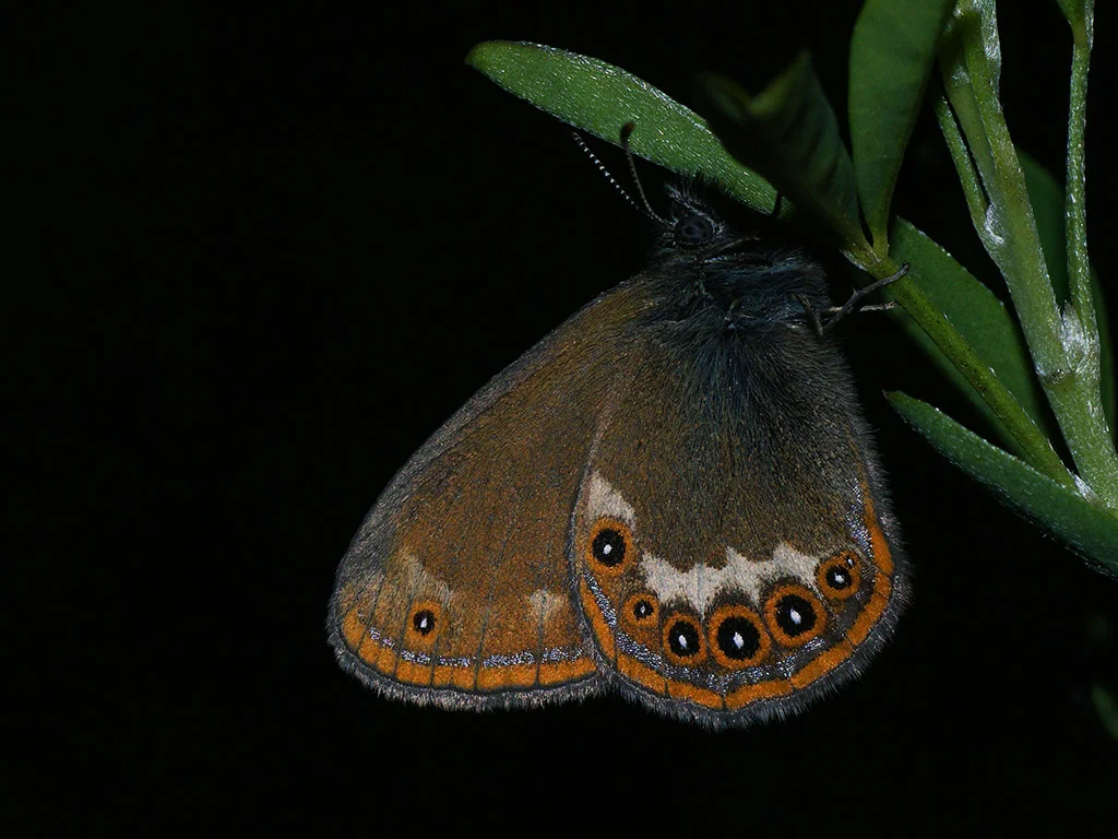 Heroringvinge
