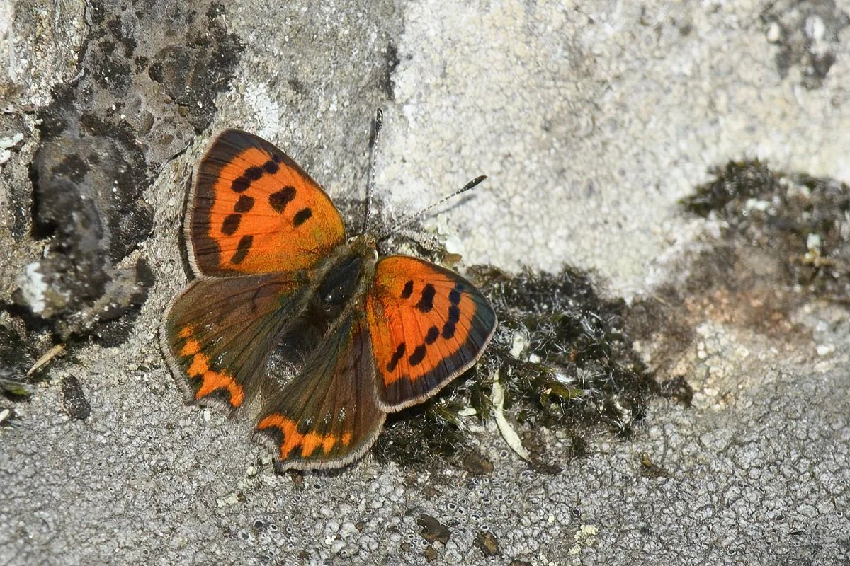 Ildgullvinge