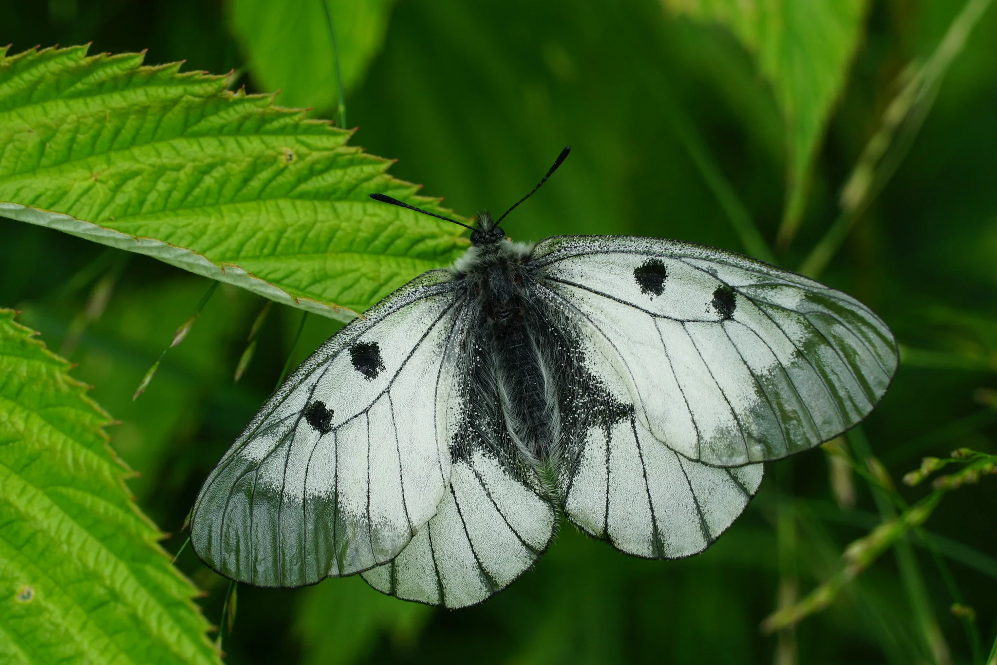 Mnemosynesommerfugl