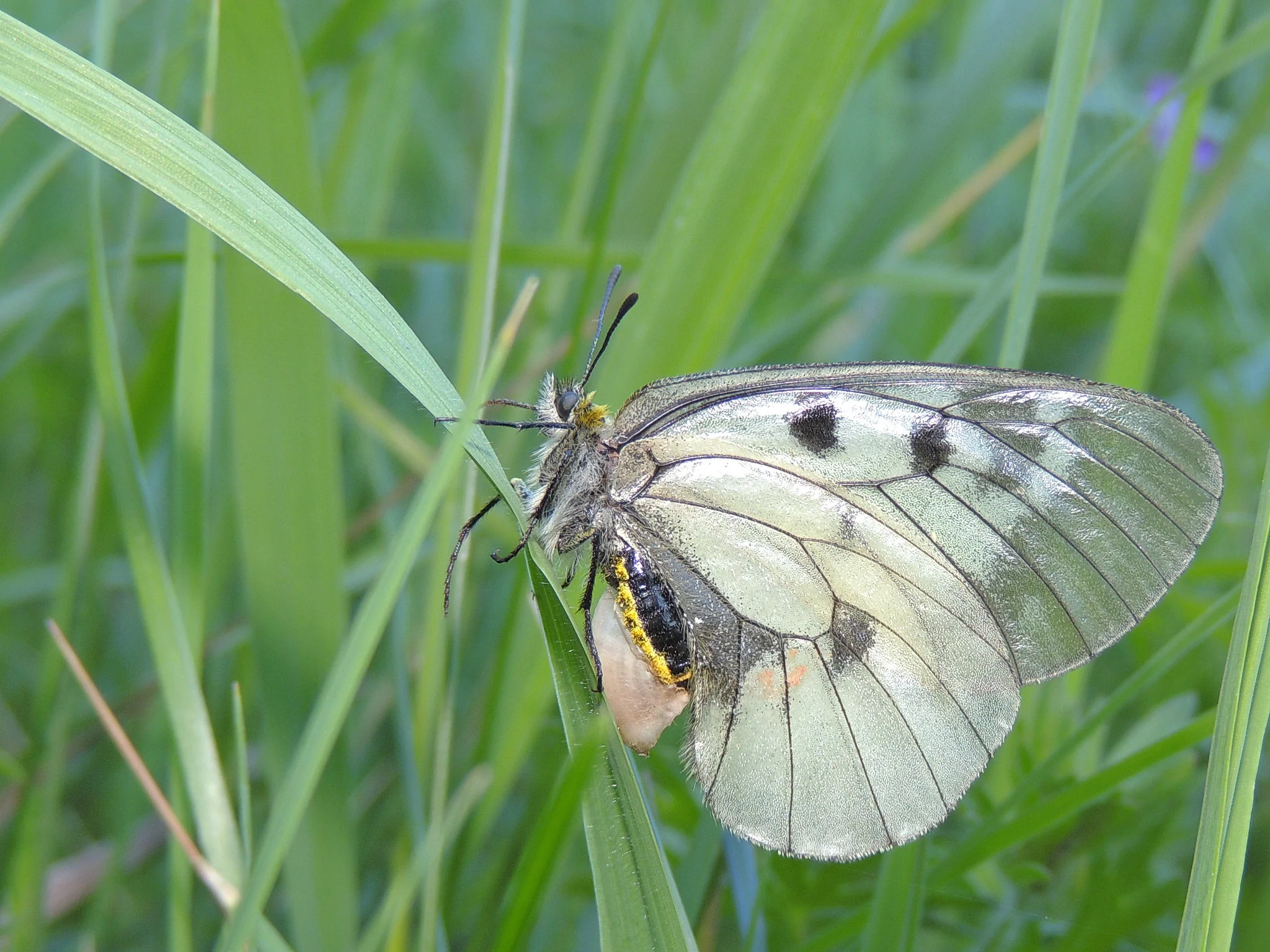 Mnemosynesommerfugl