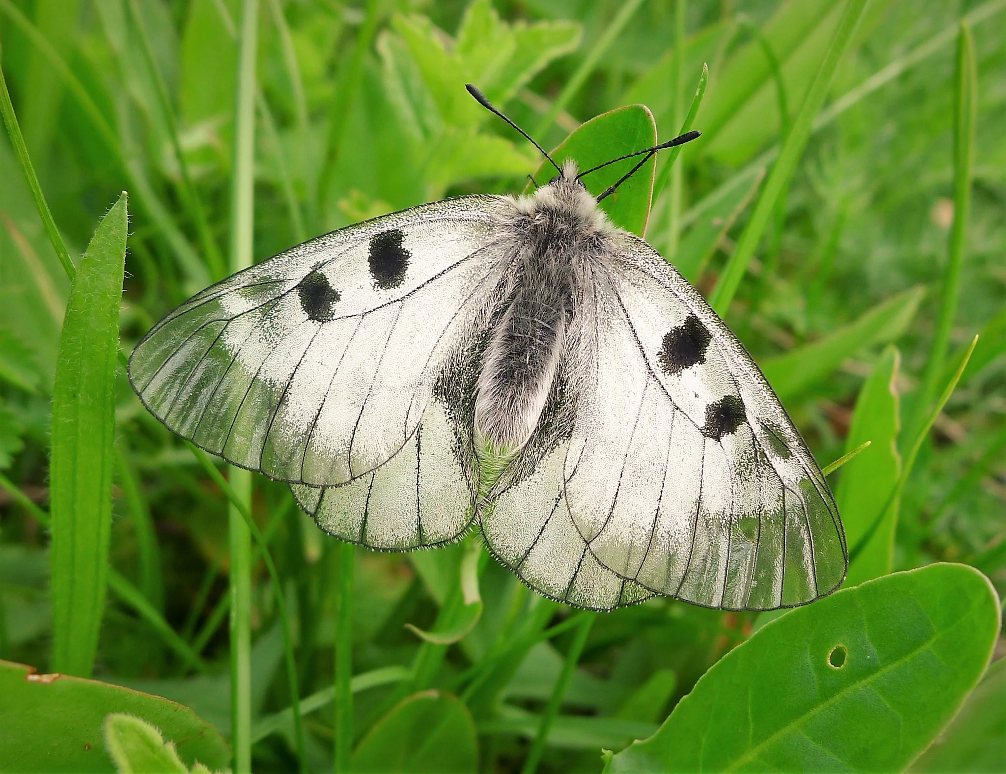 Mnemosynesommerfugl