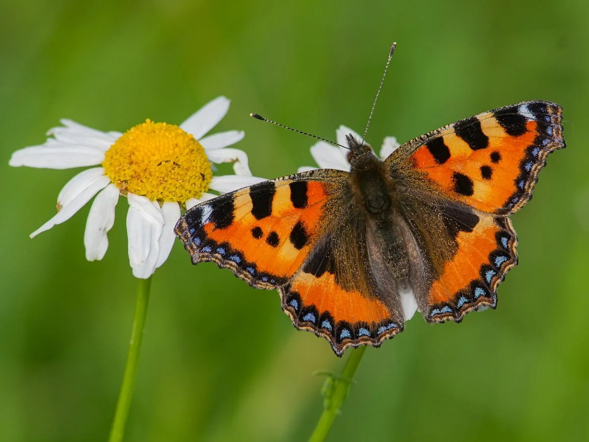 Neslesommerfugl