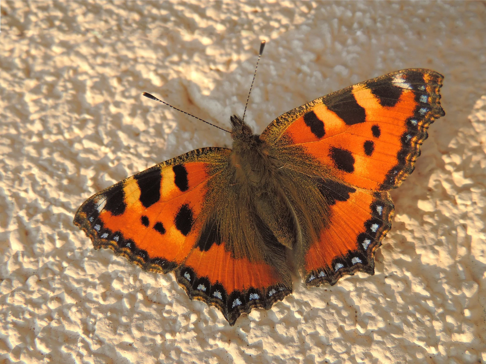 Neslesommerfugl