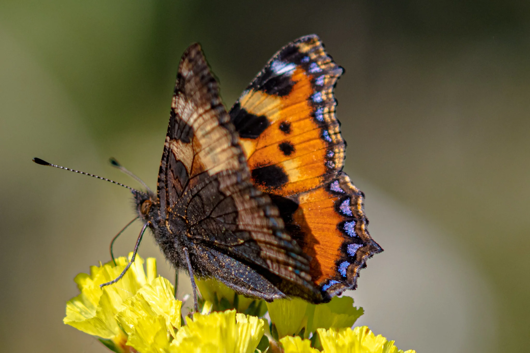 Neslesommerfugl