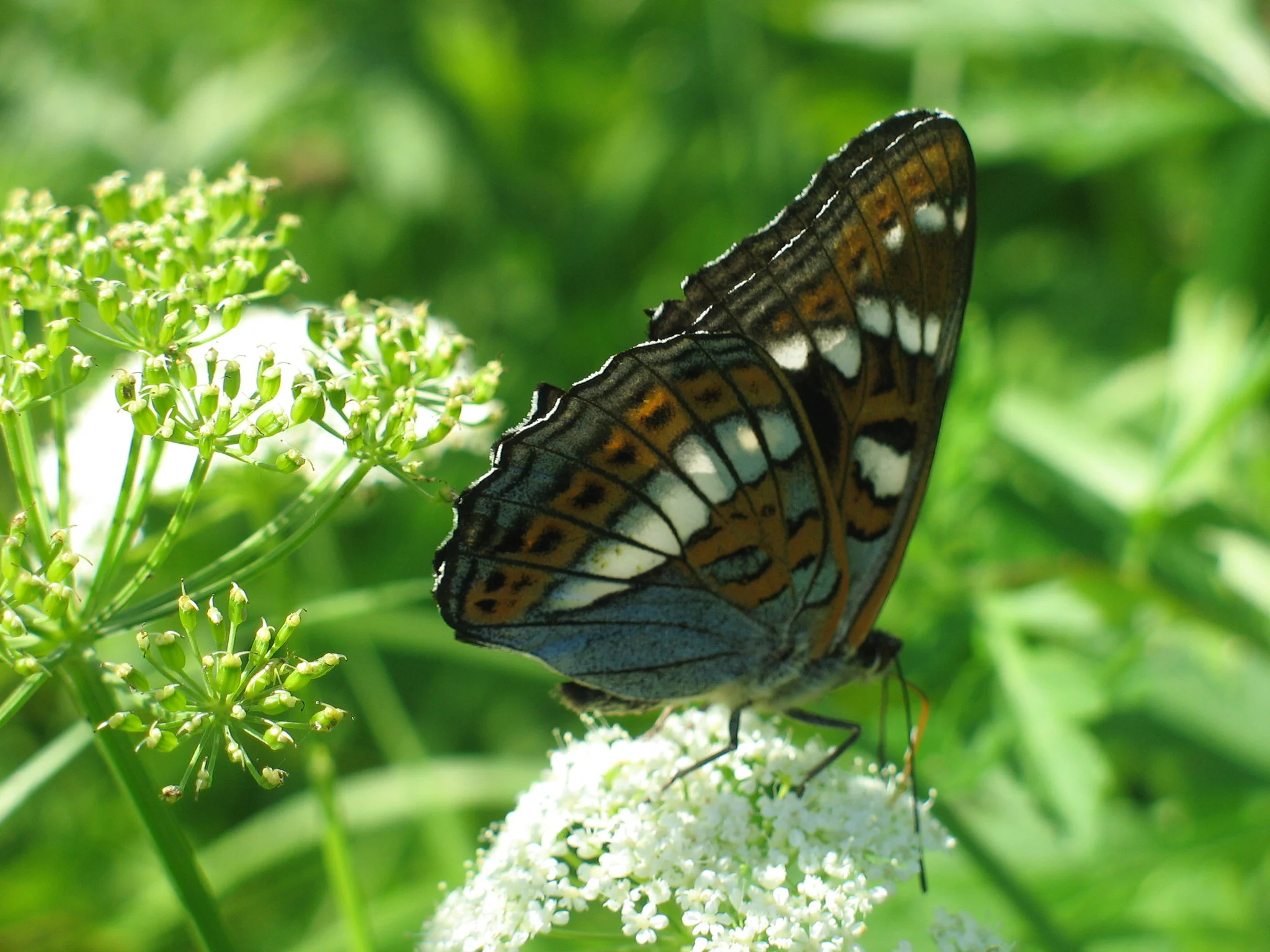 Ospesommerfugl