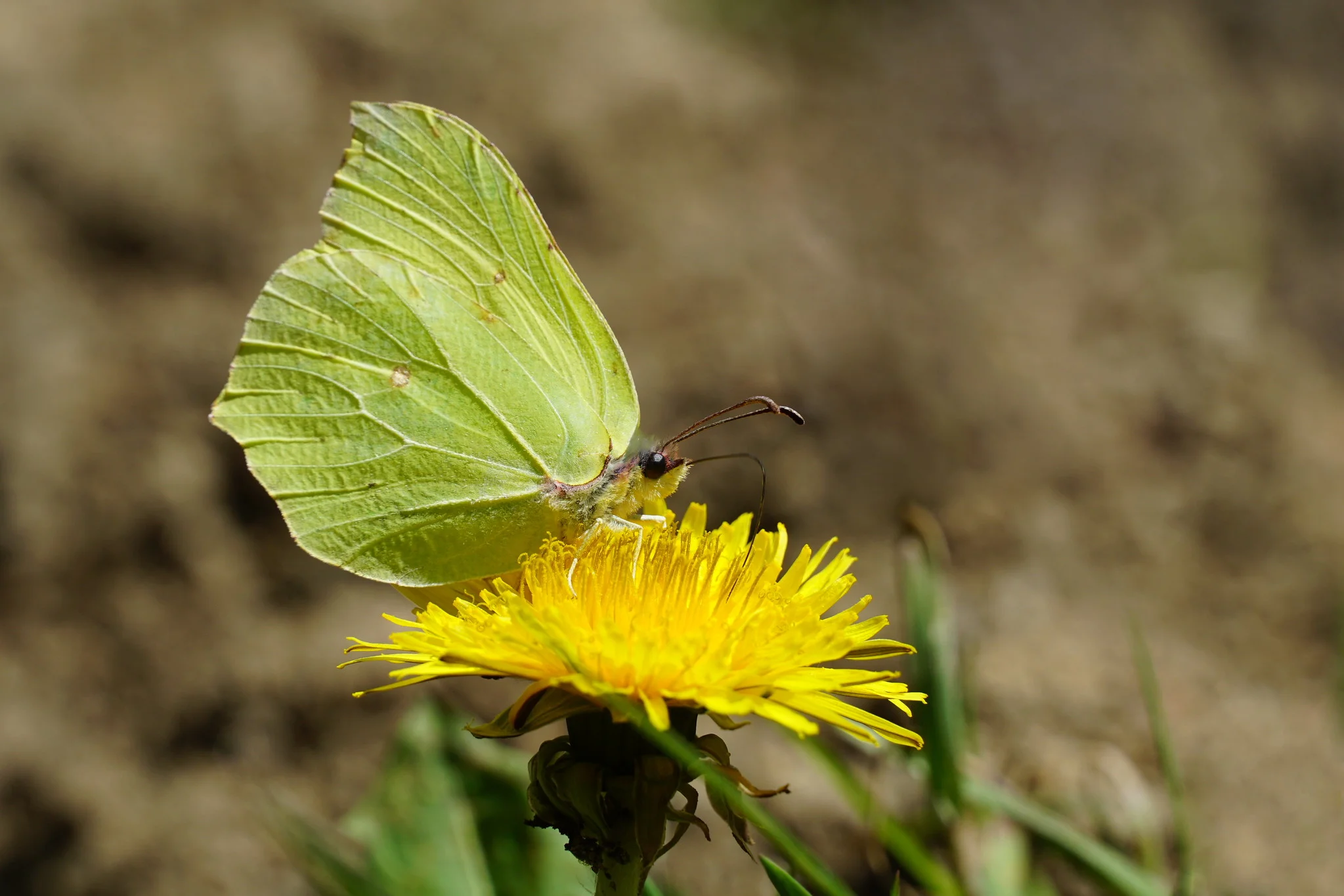 Sitronsommerfugl