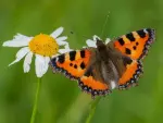 Neslesommerfugl