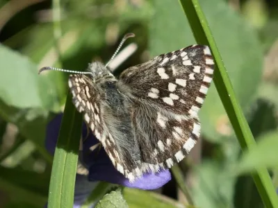 Moltesmyger