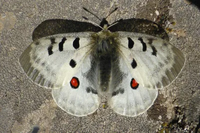 Apollosommerfugl