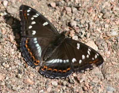 Ospesommerfugl