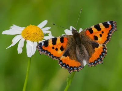 Neslesommerfugl